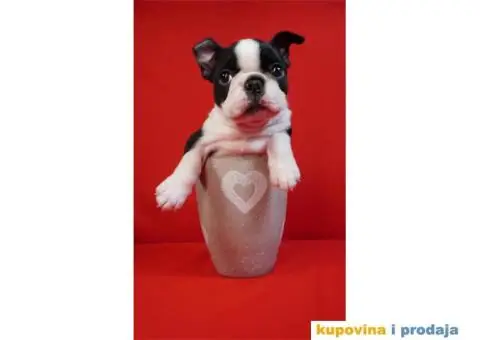 Boston terijer štenci - 13/13