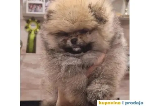 Pomeranac BOO medvedići, Pomeranski Špic štenci - 1/4