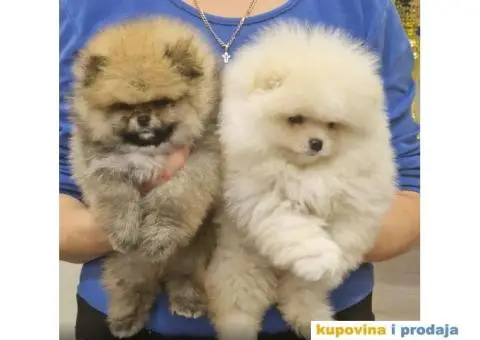 Pomeranac BOO medvedići, Pomeranski Špic štenci - 2/4