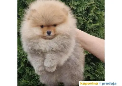 Pomeranac BOO medvedići, Pomeranski Špic štenci - 3/4