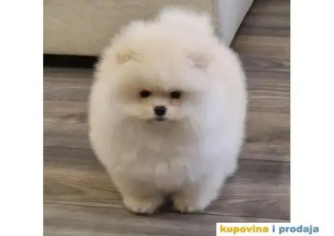 Pomeranac BOO medvedići, Pomeranski Špic štenci - 4/4