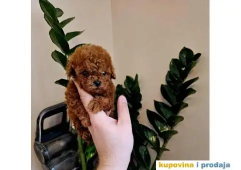 TEACUP pudla, crvene boje Exluzivno u Srbiji - 1/5