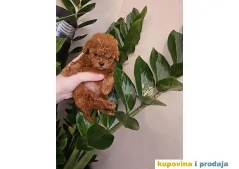 TEACUP pudla, crvene boje Exluzivno u Srbiji - 2/5