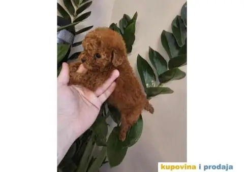 TEACUP pudla, crvene boje Exluzivno u Srbiji - 3/5