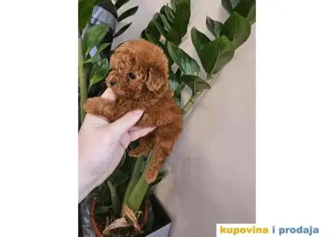 TEACUP pudla, crvene boje Exluzivno u Srbiji - 4/5