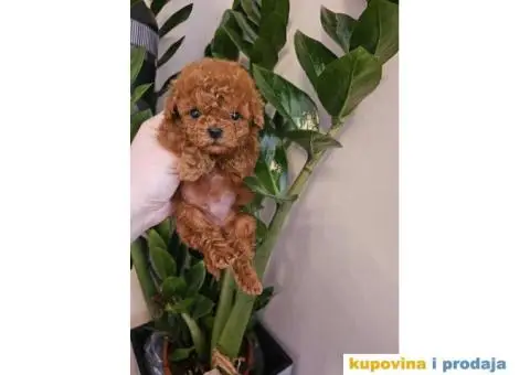 TEACUP pudla, crvene boje Exluzivno u Srbiji - 5/5