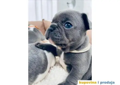 Plavi francuski buldozi - 2/4