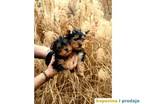 Muzjaci i zenke cistokrvnih jorkija - 1/3