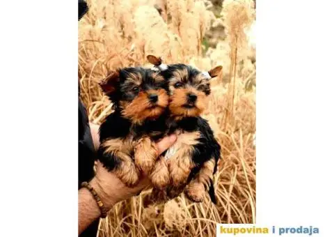 Muzjaci i zenke cistokrvnih jorkija - 2/3