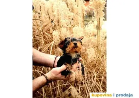 Muzjaci i zenke cistokrvnih jorkija - 3/3