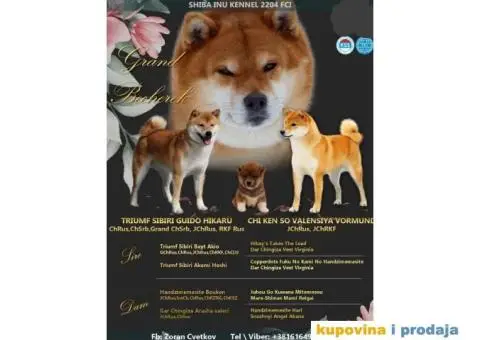 Shiba Inu štenci - 1/9