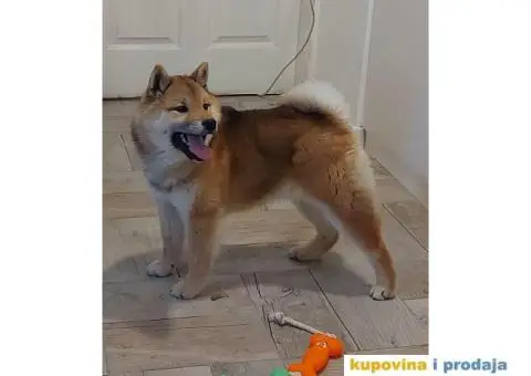 Shiba Inu štenci - 2/9