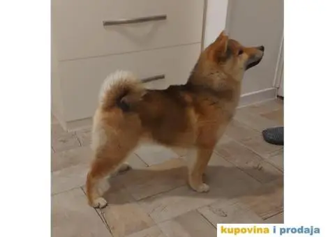 Shiba Inu štenci - 3/9