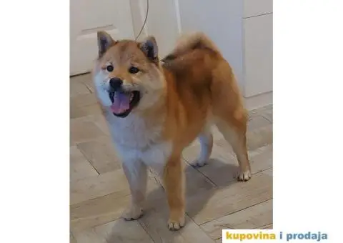Shiba Inu štenci - 4/9