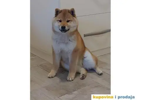 Shiba Inu štenci - 5/9