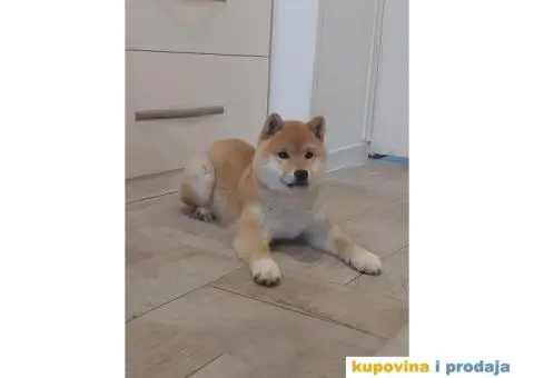 Shiba Inu štenci - 6/9