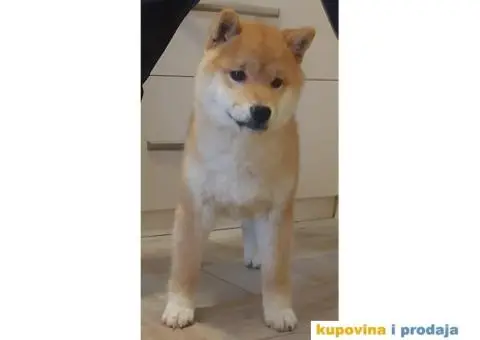 Shiba Inu štenci - 7/9