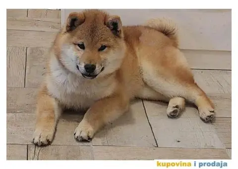 Shiba Inu štenci - 8/9