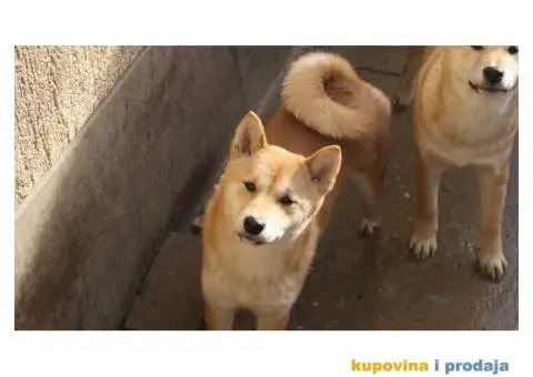 Shiba inu prelepi stenci - 2/4