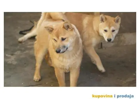 Shiba inu prelepi stenci - 3/4