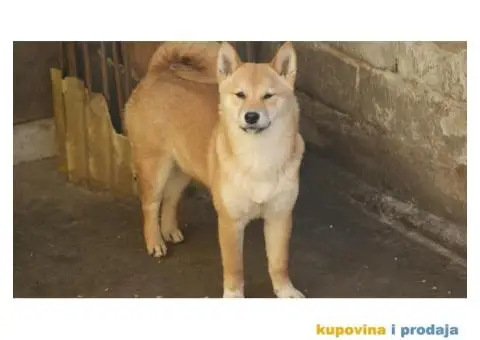 Shiba inu prelepi stenci - 4/4