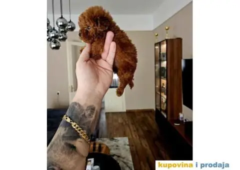 Toy PUDLICE crvene boje - 1/4