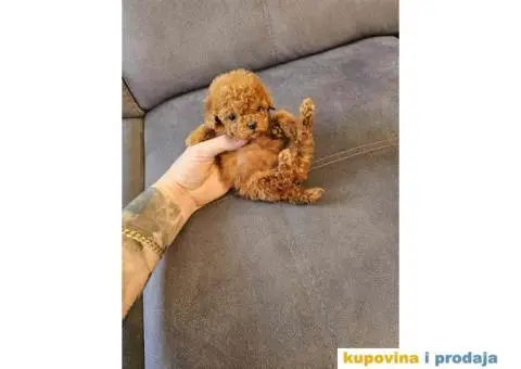 Toy PUDLICE crvene boje - 4/4