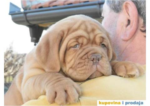 Odgajivačnica Bordoških DOGA Legionnaire de Bordeaux - 1/5