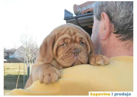 Odgajivačnica Bordoških DOGA Legionnaire de Bordeaux - 2/5