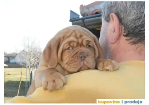 Odgajivačnica Bordoških DOGA Legionnaire de Bordeaux - 2/5