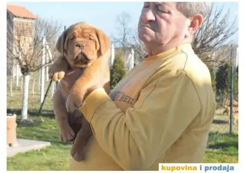 Odgajivačnica Bordoških DOGA Legionnaire de Bordeaux - 3/5