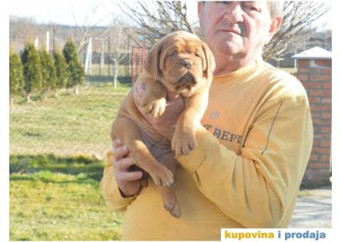 Odgajivačnica Bordoških DOGA Legionnaire de Bordeaux - 4/5