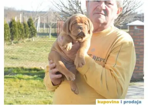 Odgajivačnica Bordoških DOGA Legionnaire de Bordeaux - 4/5