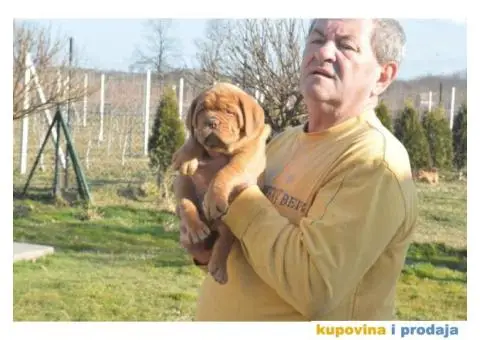 Odgajivačnica Bordoških DOGA Legionnaire de Bordeaux - 5/5