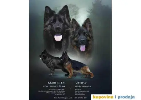 NEMAČKI OVČAR - vrhunski dugodlaki štenci