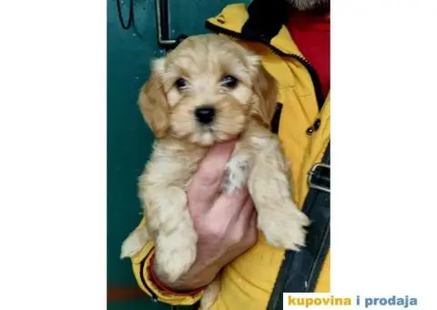 Havanski Bišon štenci - 4/6