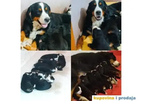 Bernski planinski pas štenci - 1/8