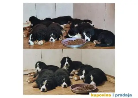 Bernski planinski pas štenci - 2/8
