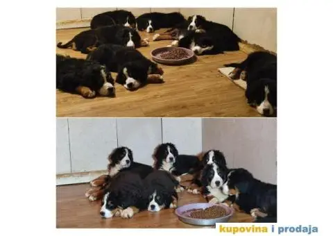 Bernski planinski pas štenci - 3/8