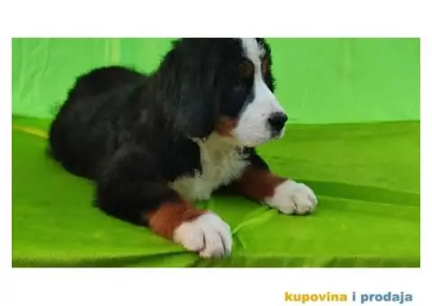 Bernski planinski pas štenci - 4/8