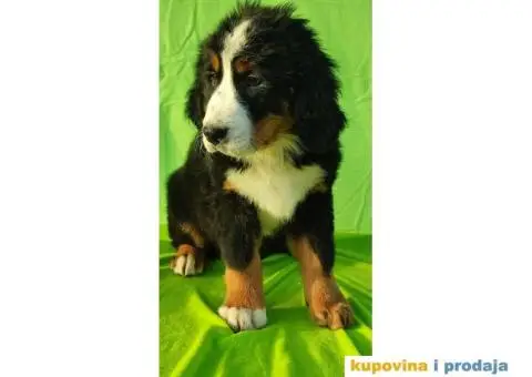 Bernski planinski pas štenci - 5/8