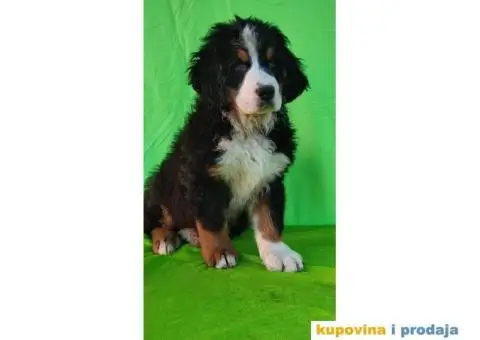 Bernski planinski pas štenci - 6/8