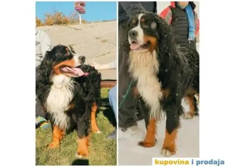 Bernski planinski pas štenci - 7/8