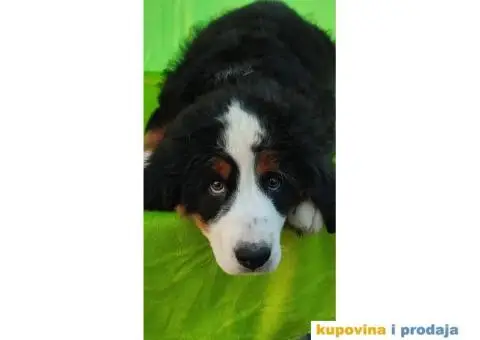 Bernski planinski pas štenci - 8/8