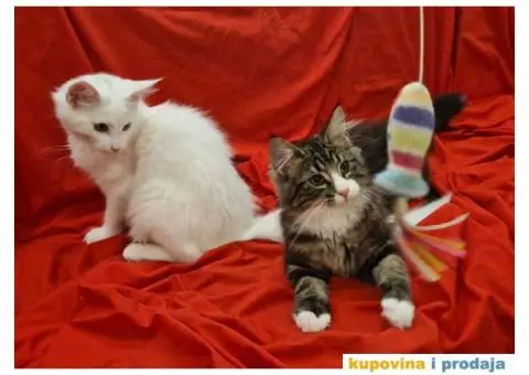 Norveške šumske mačke, dva mužjaka - 1/5