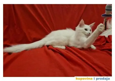 Norveške šumske mačke, dva mužjaka - 2/5