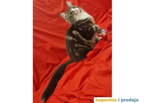 Norveške šumske mačke, dva mužjaka - 3/5