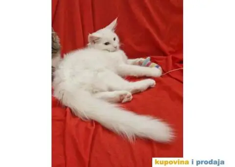 Norveške šumske mačke, dva mužjaka - 4/5