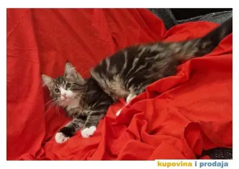 Norveške šumske mačke, dva mužjaka - 5/5