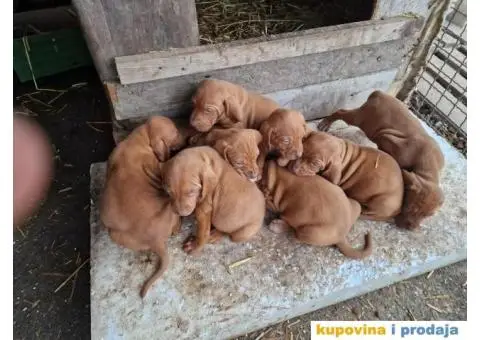 Mađarska vižla štenci - 1/8